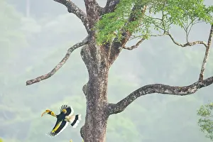 Bucerotiformes Prints: Great hornbill (Buceros bicornis) in flight