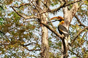 Bucerotiformes Prints: Great hornbill (Buceros bicornis) perched on a branch