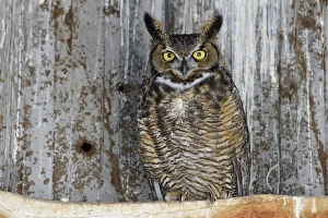Owls Gallery: Great horned owl (Bubo virginianus) male roosting in an abandoned barn. Idaho, USA