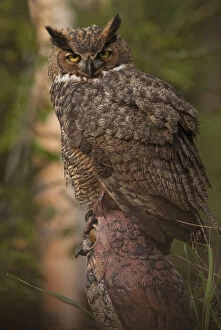 Great Horned Owl (Bubo virginianus) juvenile perched on owl model, Wisconsin, USA