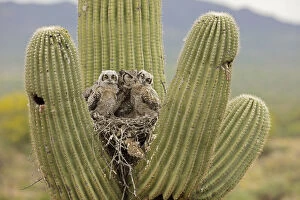 Images Dated 24th July 2019: Great horned owl (Bubo virginianus) preening two chicks in nest in Saguaro (Carnegiea