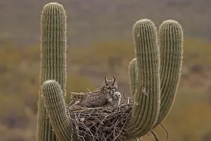 Succulents Prints: Great horned owl (Bubo virginianus) adult and chick in nest in Saguaro cactus