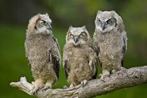 Great horned owl (Bubo virginianus) chicks. Captive bred, occurs in the Americas