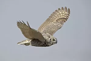 Images Dated 5th November 2019: Great horned owl (Bubo virginianus) in flight. Saskatchewan, Canada, August