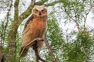December 2022 Highlights Gallery: Great horned owl (Bubo virginianus) juvenile, perched on branch, Texas, USA. May