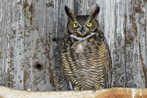 Great horned owl (Bubo virginianus) male roosting in an abandoned barn. Idaho, USA