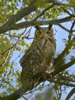 Images Dated 12th May 2012: Great horned owl (Bubo virginianus) Pointe Pelee, Ontario, Canada May