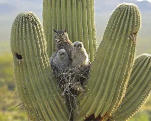 Cactus Prints: Great horned owl (Bubo virgininus) with chicks in nest in Saguaro cactus
