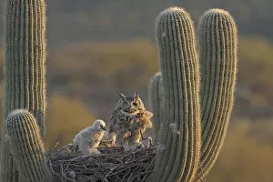 Adult Gallery: Great horned owls (Bubo virginianus), adult and chick, on nest in Saguaro cactus