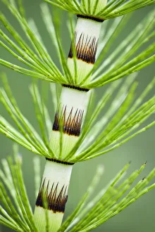 Great horsetail (Equisetum telmateia) close-up of stem, Poloniny National Park, Western Carpathians