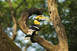 Great Indian Hornbill (Buceros bicornis) in forest habitat, Tamil Nadu, Western Ghats