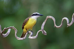 Yellow Collection: Great kiskadee (Pitangus sulphuratus) perched on a twisted branch, Pantanal wetlands, Mato Grosso