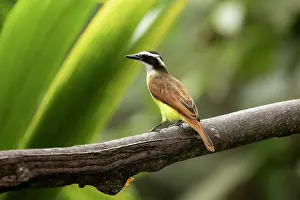 Colombia Prints: Great kiskadee (Pitangus sulphuratus) perched on branch