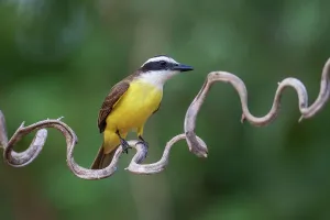 Tyrannidae Prints: Great kiskadee (Pitangus sulphuratus) perched on a twisted branch
