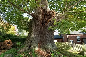 French Oak Prints: The Great Oak (Quercus robur), a hollow veteran tree with an 8 metre girth