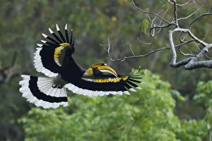 Great pied hornbill (Buceros bicornis) bird photographed in flight in Hong Bung He