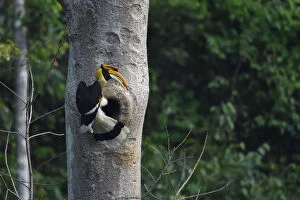 Great pied hornbill (Buceros bicornis) bird photographed perched on a tree on its
