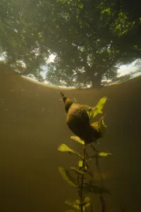 Wetlands Prints: Great pond snail (Lymnaea stagnalis) trying to survive in ponds in broadleaf forest