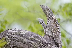 2018 November Highlights Gallery: Great potoo (Nyctibius grandis) female with young resting on a branch, Pantanal, Mato Grosso