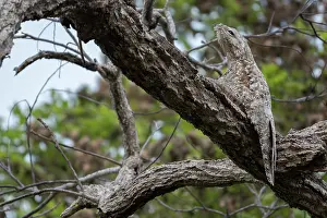 Camouflage Prints: Great potoo (Nyctibius grandis) perched in tree, Aguaisal, El Beni, Bolivia