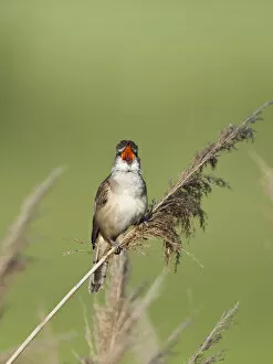 Great reed warbler (Acrocephalus arundinaceus) perched on reed, singing, Eastern Slowakia