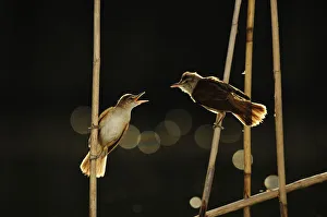 Images Dated 17th June 2010: Great reed warbler (Arcocephalus arundinaceus) chick begging for food, with bokeh affect from water