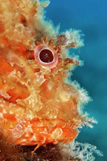 October 2022 Highlights Collection: Great rockfish, (Scorpaena scrofa) head portrait, Marine Protected area Punta Campanella