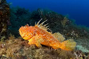 Great rockfish (Scorpaena scrofa) Vervece Rock, Punta Campanella Marine Protected Area
