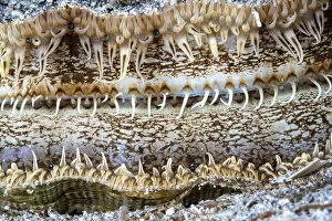 Detail of a Great scallop / King scallop (Pecten maximus) shell, Trondheimfjord, Norway, North Atlantic Ocean