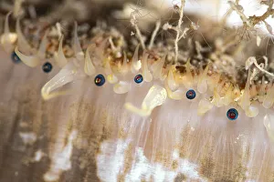 Great scallop (Pecten maximus) eyes, close up, Ronas Voe, Shetland, Scotland, North Atlantic Ocean, UK