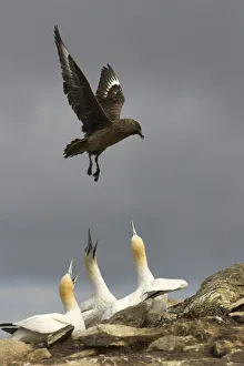 Threats Prints: Great skua (Stercocarius skua) in flight over Gannet (Morus bassanus) colony, looking
