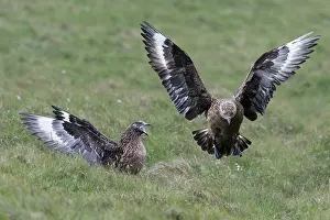 Territorial Prints: Great skua (Stercorarius skua)