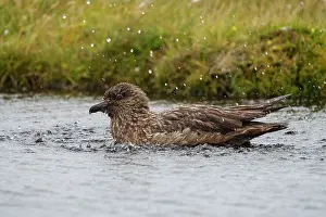 Stercorariidae Prints: Great skua (Stercorarius skua) bathing in a pool