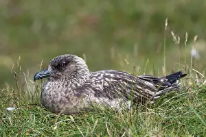 Parental Prints: Great skua (Stercorarius skua) brooding