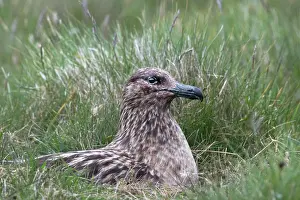 Parental Prints: Great skua (Stercorarius skua) brooding