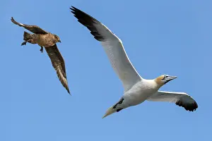 Great skua (Stercorarius skua) in flight attacking a Northern gannet (Morus bassanus), Hermaness National Scenic Area, Shetland Islands, Scotland, UK. June