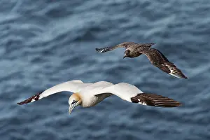 Stercorariidae Prints: Great skua (Stercorarius skua) in flight attacking a Northern gannet (Morus bassanus)