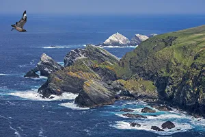 Cliffs Prints: Great skua (Stercorarius skua) in flight and spectacular coastline with sea stacks