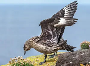 Sutherland Prints: Great skua (Stercorarius skua) portrait