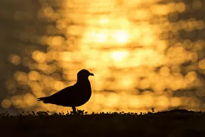 Great Skua (Stercorarius skua) silhouetted at sunrise, Fair Isle, Shetland, Scotland