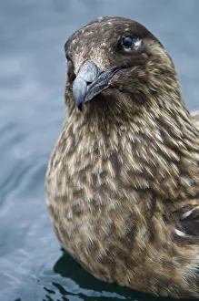 Images Dated 21st June 2011: Great skua (Stercorarius skua) on water, Shetland Islands, Scotland, UK, April
