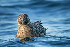 Stercorariidae Prints: Great skua (Stercorarius skua) on water