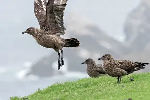 Taking Off Prints: Three Great skuas (Stercorarius skua) on cliff top