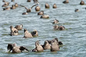 Social Behaviour Prints: Great skuas (Stercorarius skua) communal bathing on fresh water