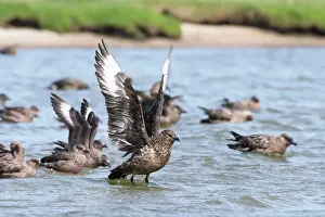 Social Behaviour Prints: Great skuas (Stercorarius skua) communal bathing on fresh water