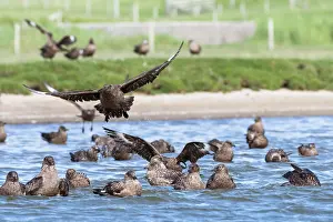 Social Behaviour Prints: Great skuas (Stercorarius skua) communal bathing on fresh water