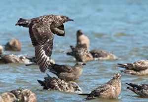 Social Behaviour Prints: Great skuas (Stercorarius skua) communal bathing on fresh water