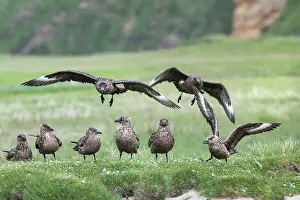 Social Behaviour Prints: Great skuas (Stercorarius skua) gathering for communal bathing on fresh water