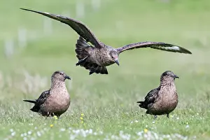 Social Behaviour Prints: Great skuas (Stercorarius skua) gathering for communal bathing on fresh water