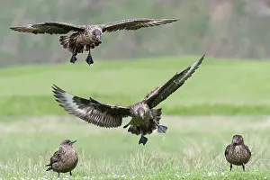 Social Behaviour Prints: Great skuas (Stercorarius skua) gathering for communal bathing on fresh water
